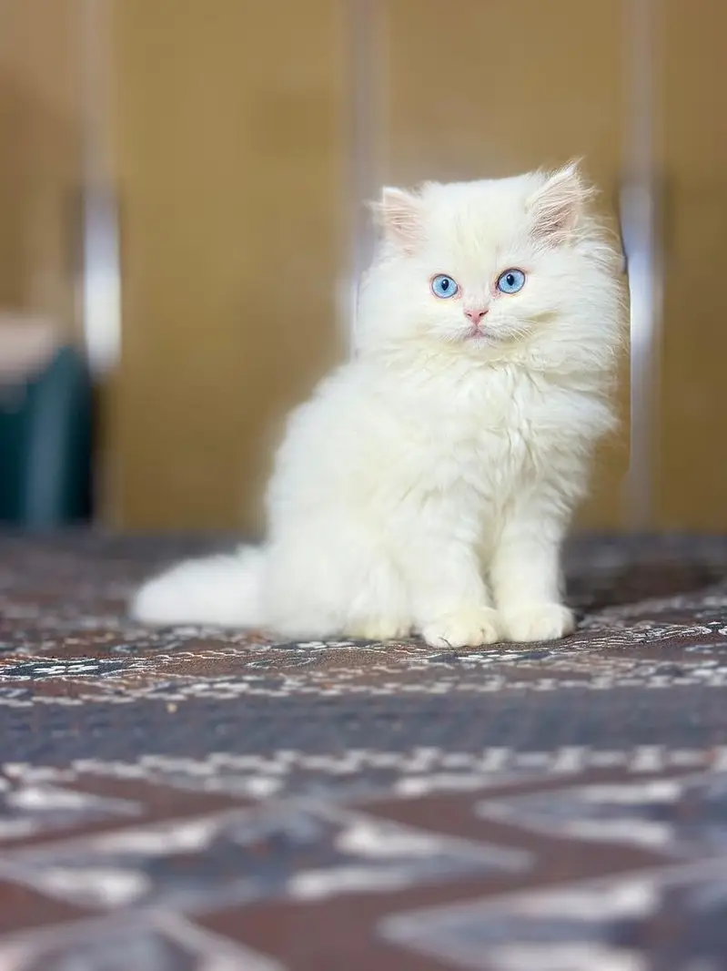 persian kitten /cute kitten | triple coated/ punch face_ 0307565542 — photo 12