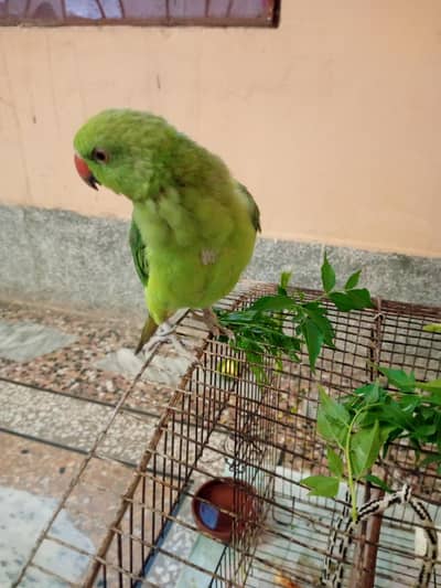 beautiful green parrot