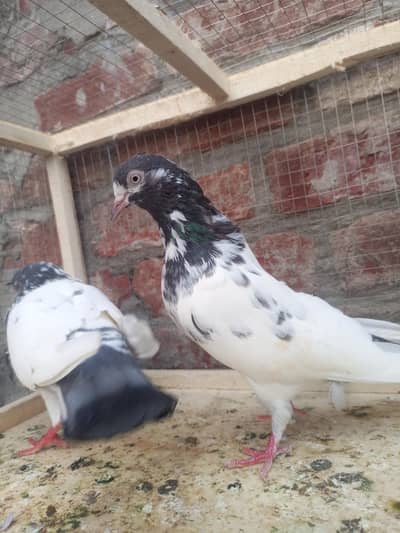 teddy pigeon