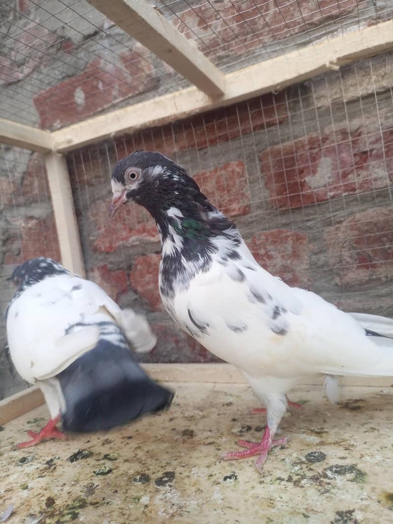 teddy pigeon 0