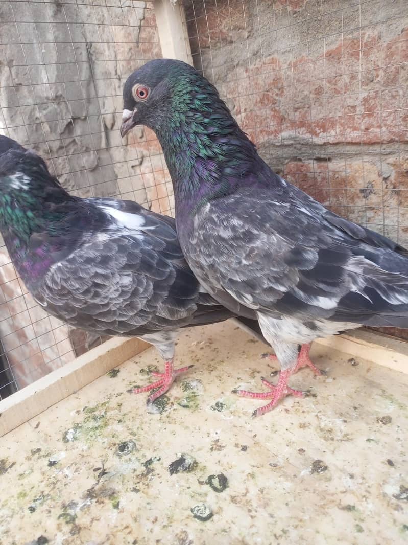 teddy pigeon 1