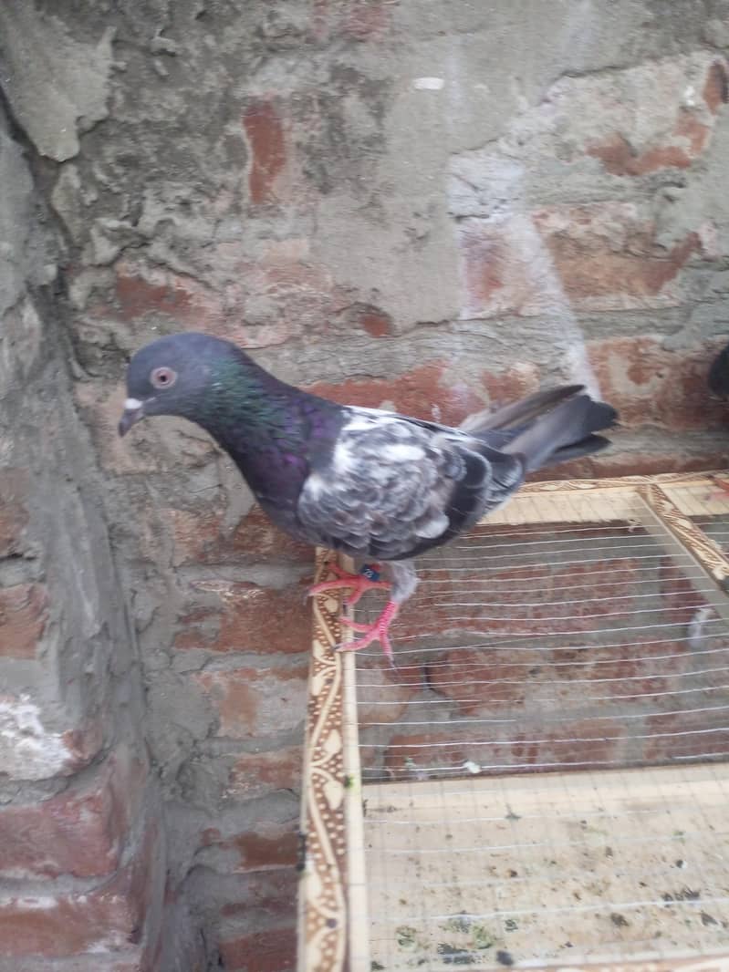 teddy pigeon 2