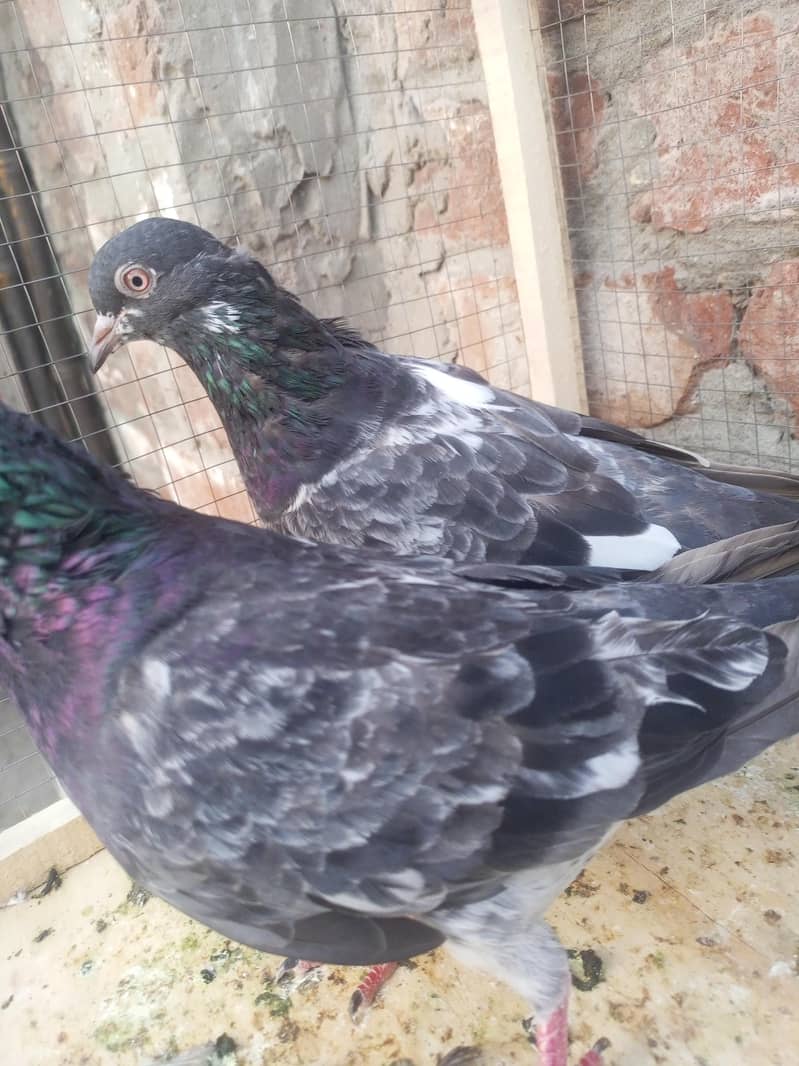 teddy pigeon 3