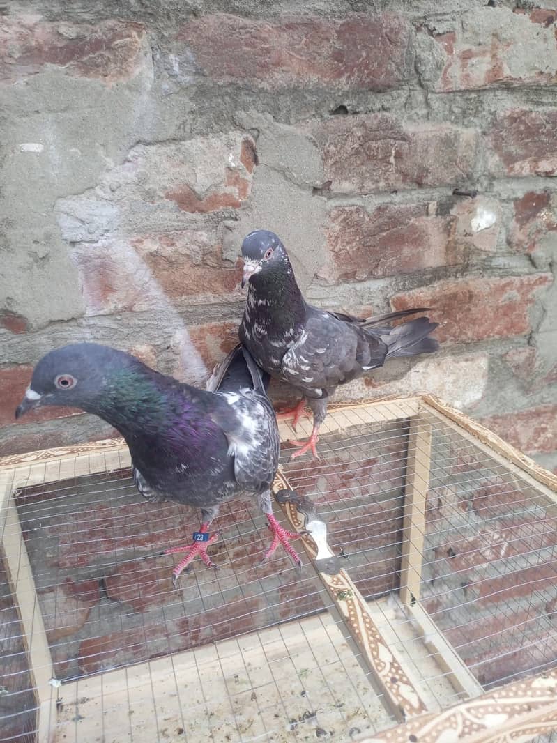 teddy pigeon 4