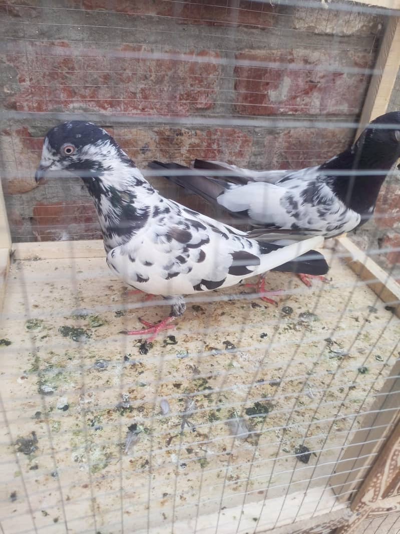teddy pigeon 5