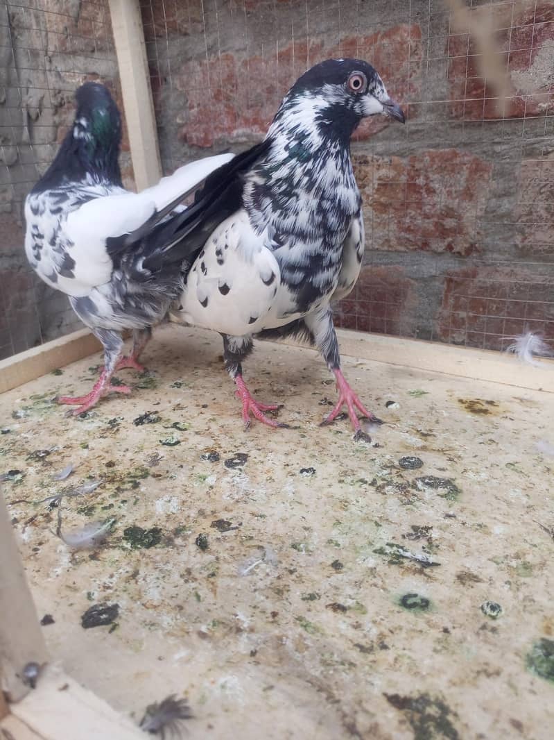 teddy pigeon 6