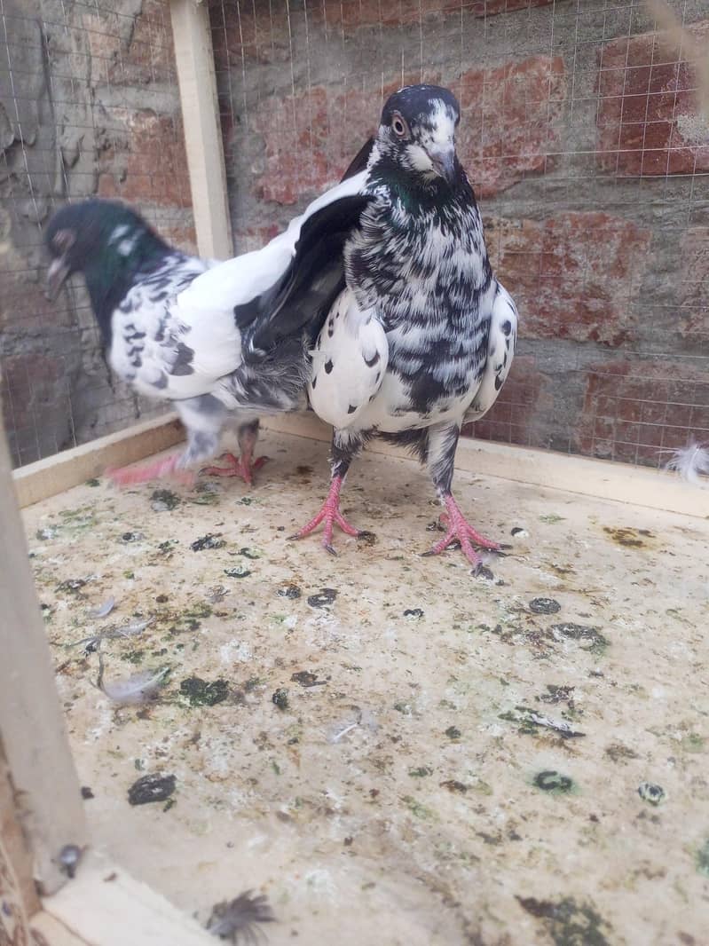teddy pigeon 7