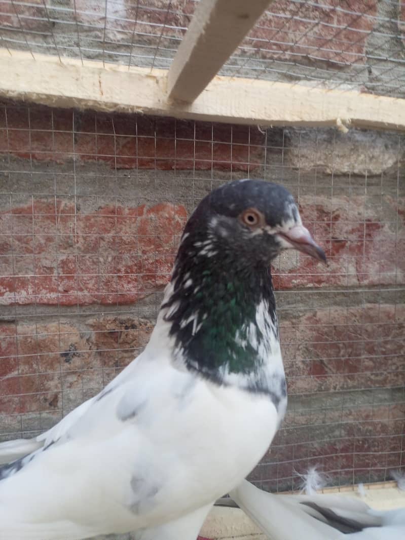 teddy pigeon 8