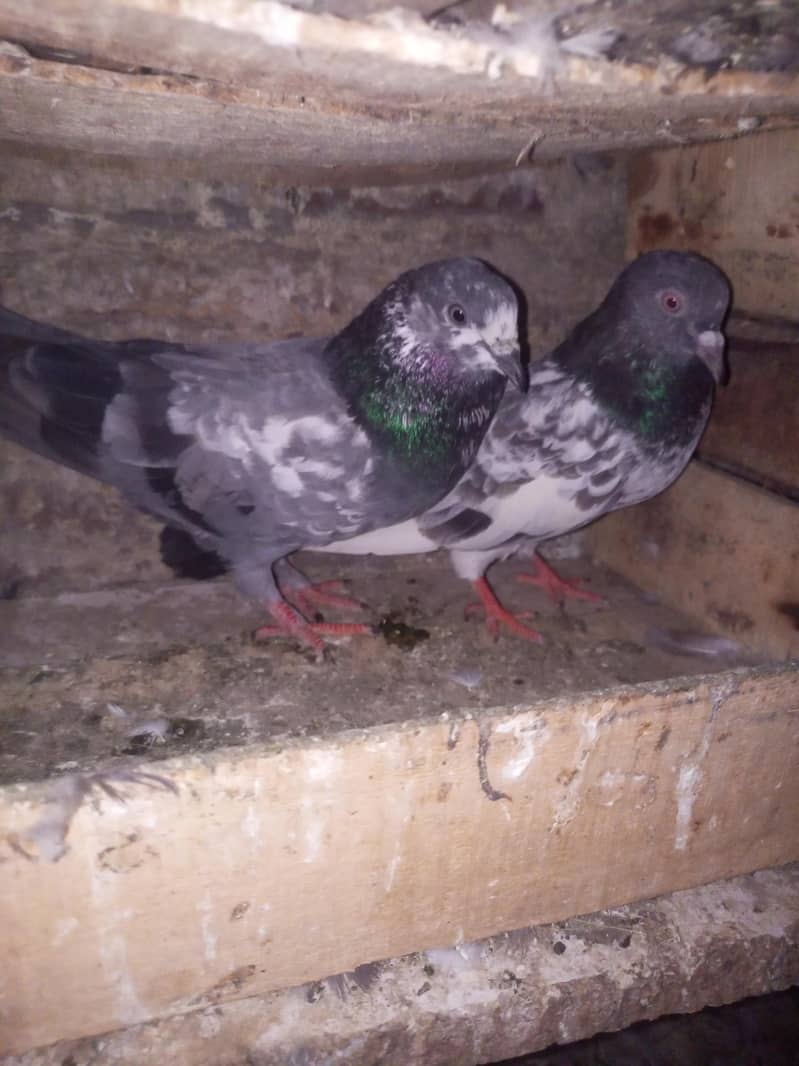 teddy pigeon 9