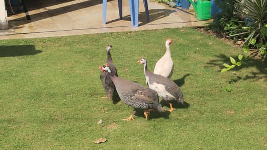 Guinea Fowl 1 Pair for Sale