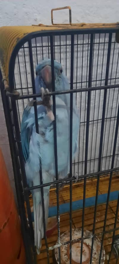 blue ringneck parrot including cage