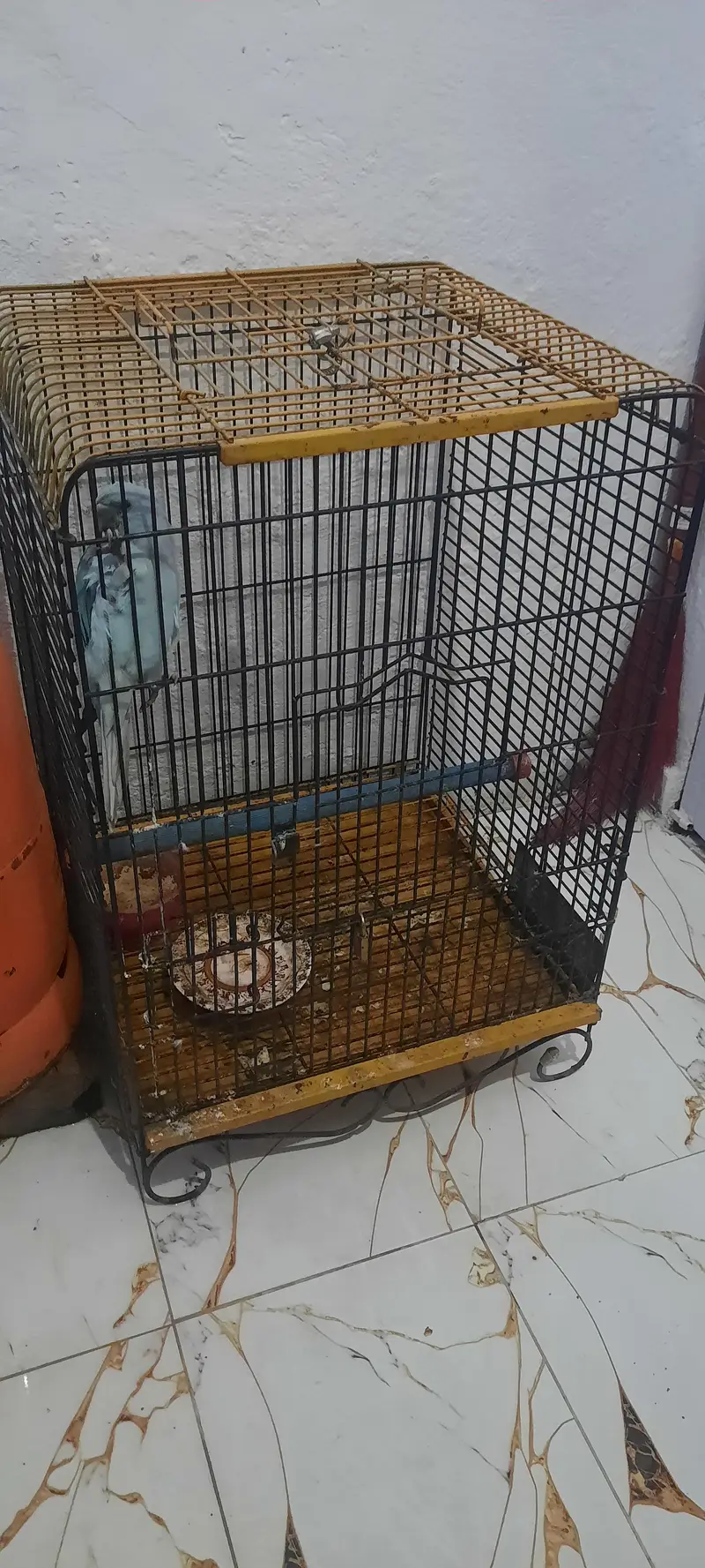 blue ringneck parrot including cage — photo 2