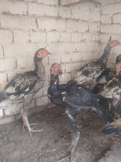 mianwali kharash aseel chicks