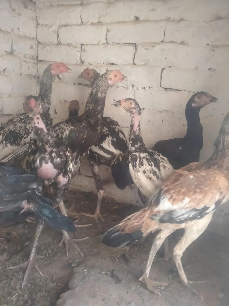mianwali kharash aseel chicks — photo 2