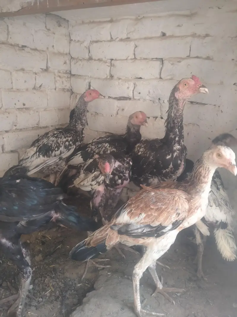 mianwali kharash aseel chicks — photo 3