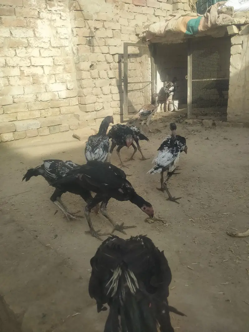 mianwali kharash aseel chicks — photo 4