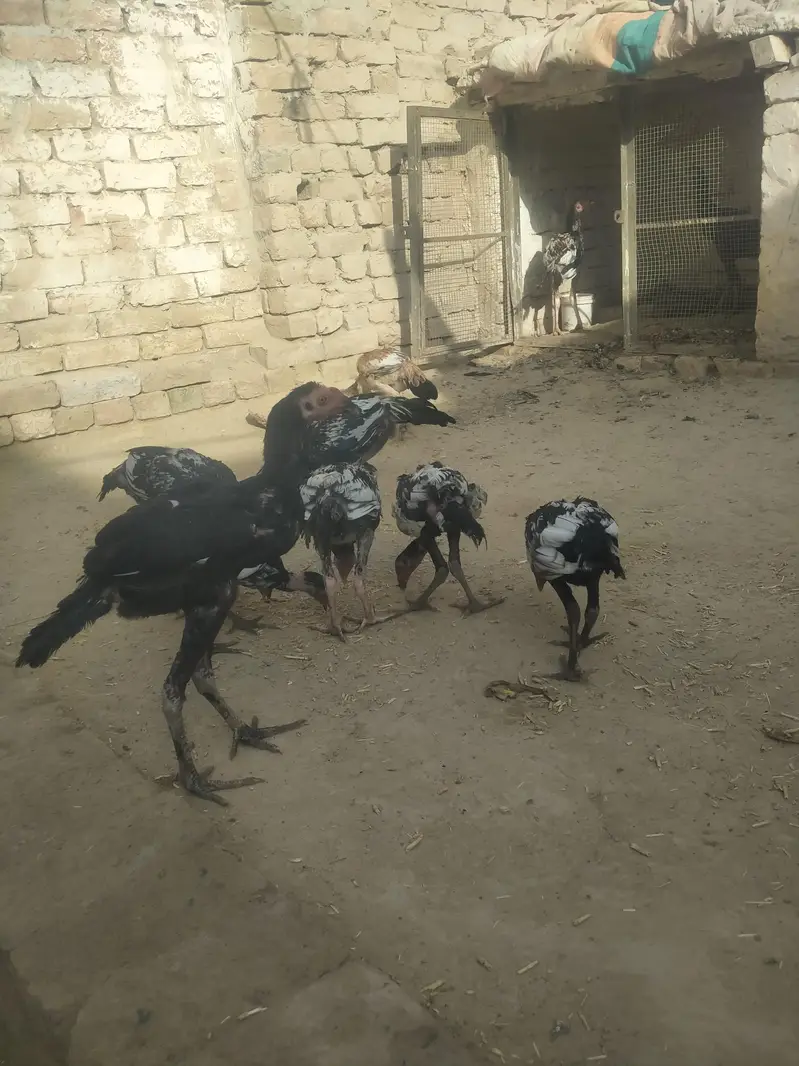 mianwali kharash aseel chicks — photo 5