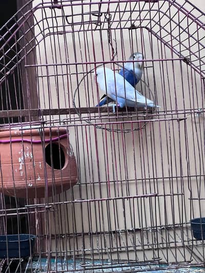 lovebird