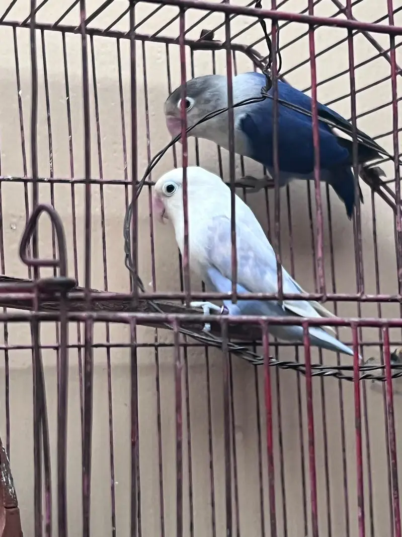 lovebird — photo 2