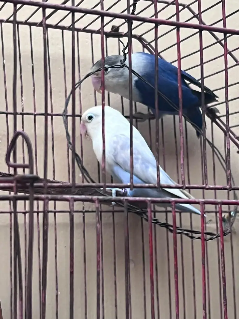 lovebird — photo 3