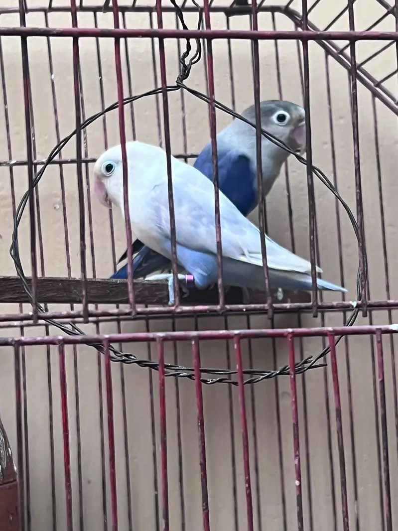 lovebird — photo 4