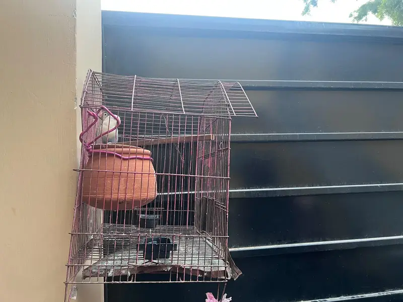 lovebird — photo 5