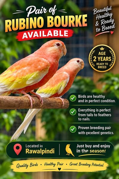 Rubino Bourkee pair