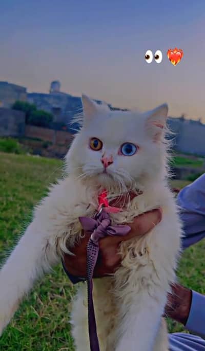 persian cat for urgent sale