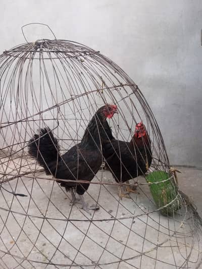 egg laying golden misri hens