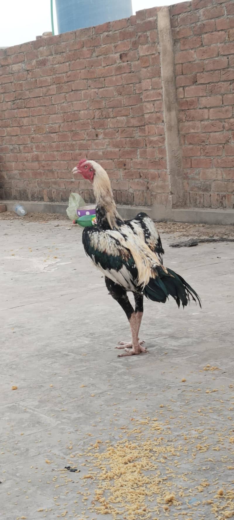 Kamalia breed White beautiful  java 0