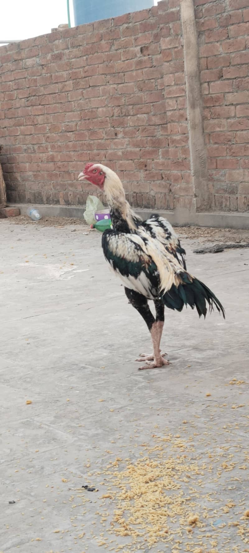 Kamalia breed White beautiful  java 1