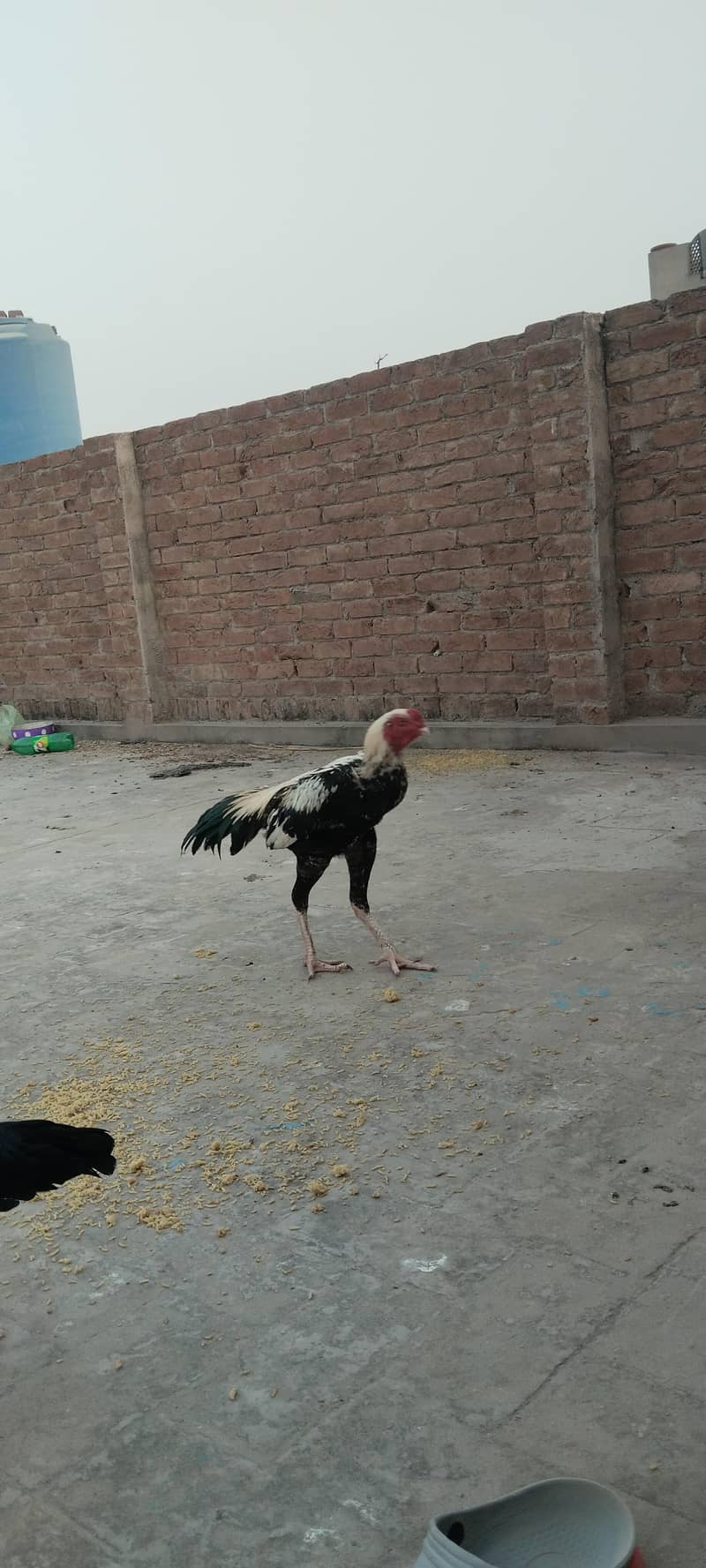 Kamalia breed White beautiful  java 2