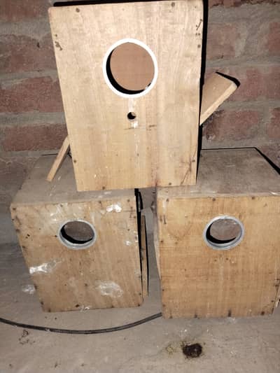 3box love bird 1 box ring neck and cocktail for sale
