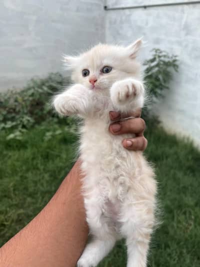 Persian cat for sale