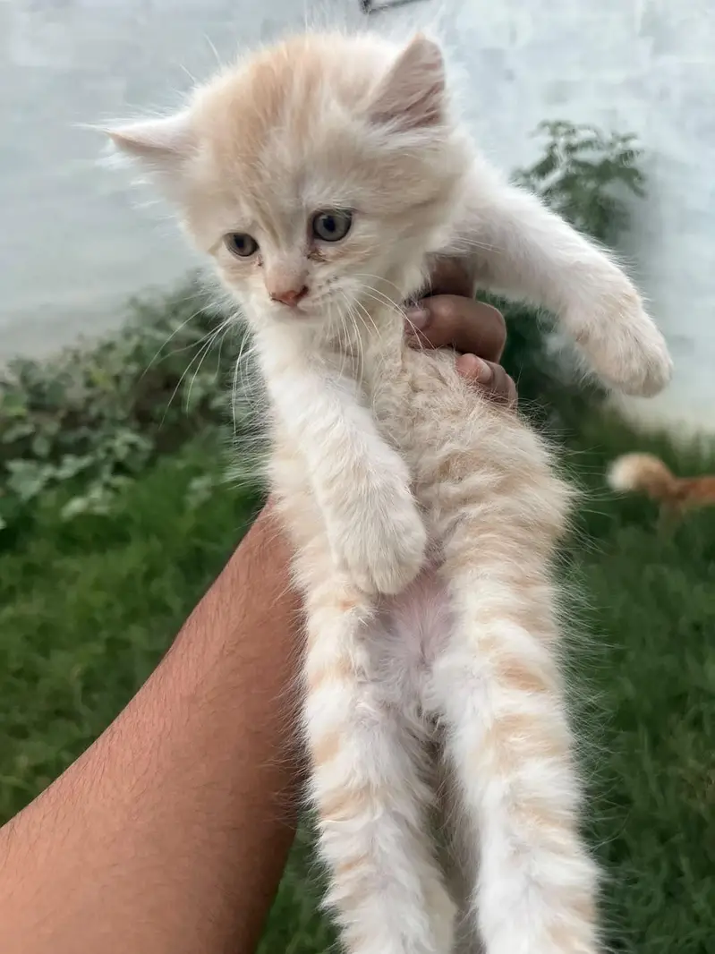Persian cat for sale — photo 2