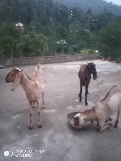 3 Goats For Sale #o3o45492o41