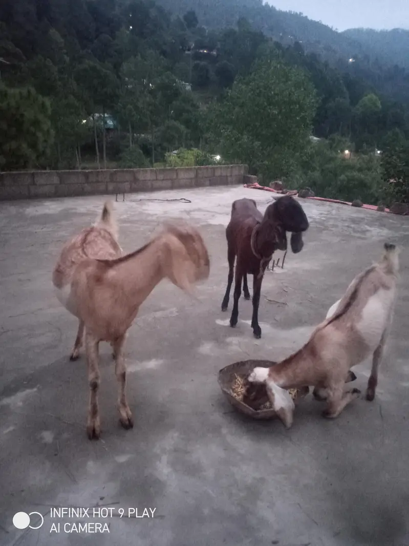3 Goats For Sale #o3o45492o41 — photo 2