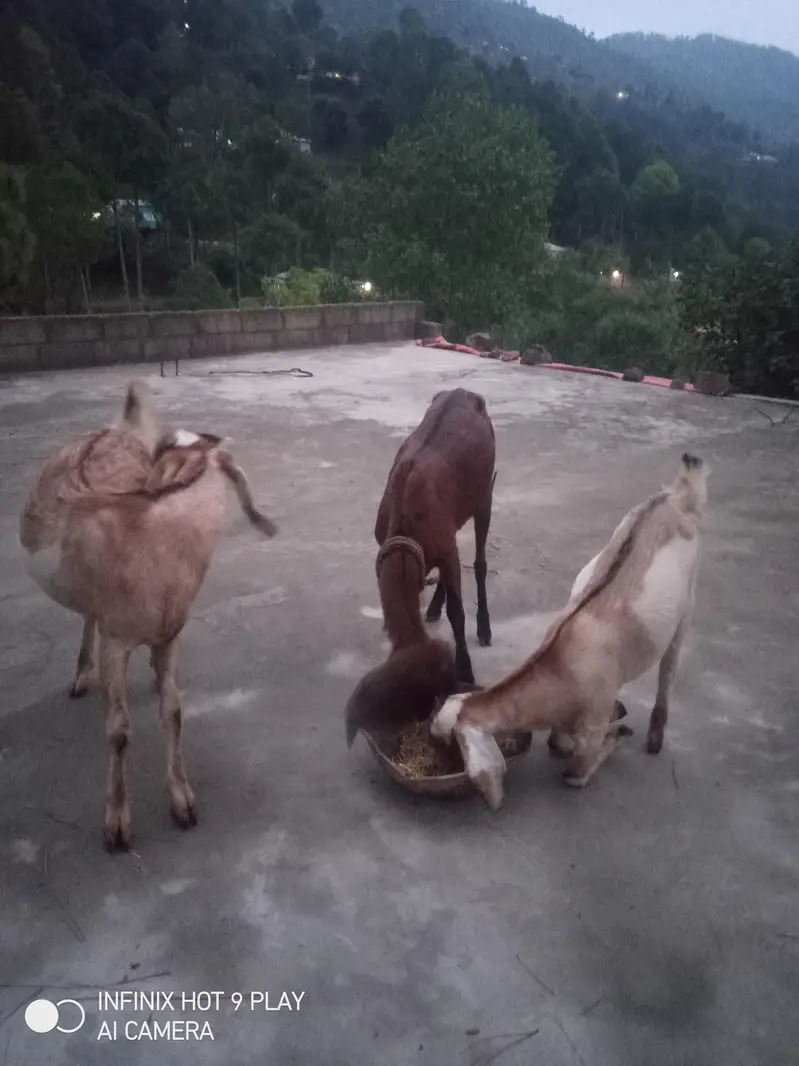 3 Goats For Sale #o3o45492o41 — photo 3