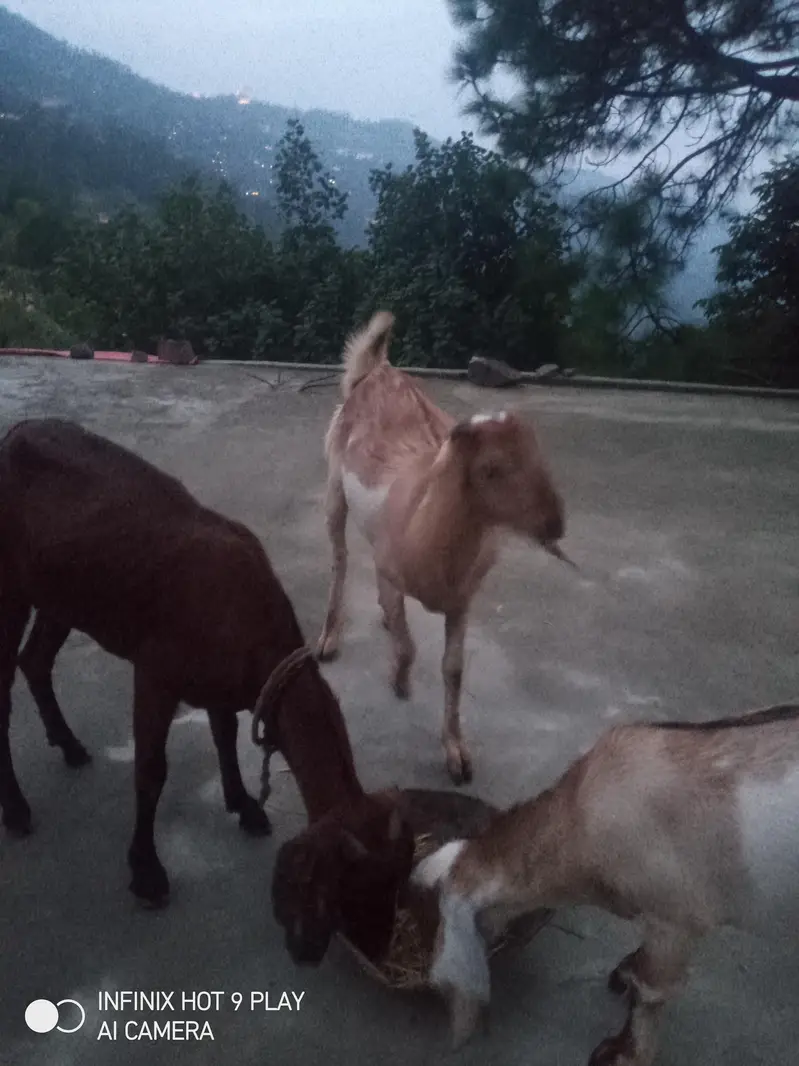 3 Goats For Sale #o3o45492o41 — photo 4