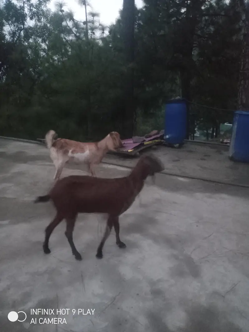 3 Goats For Sale #o3o45492o41 — photo 5