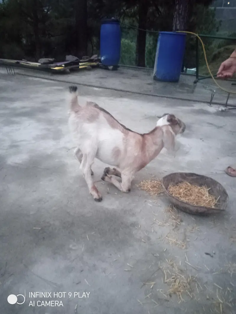 3 Goats For Sale #o3o45492o41 — photo 6