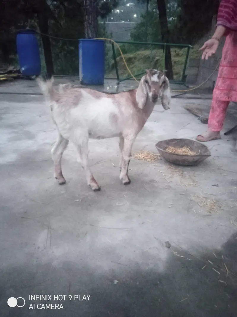 3 Goats For Sale #o3o45492o41 — photo 7