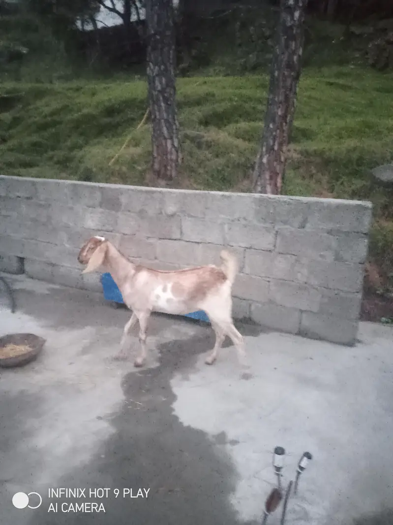 3 Goats For Sale #o3o45492o41 — photo 8