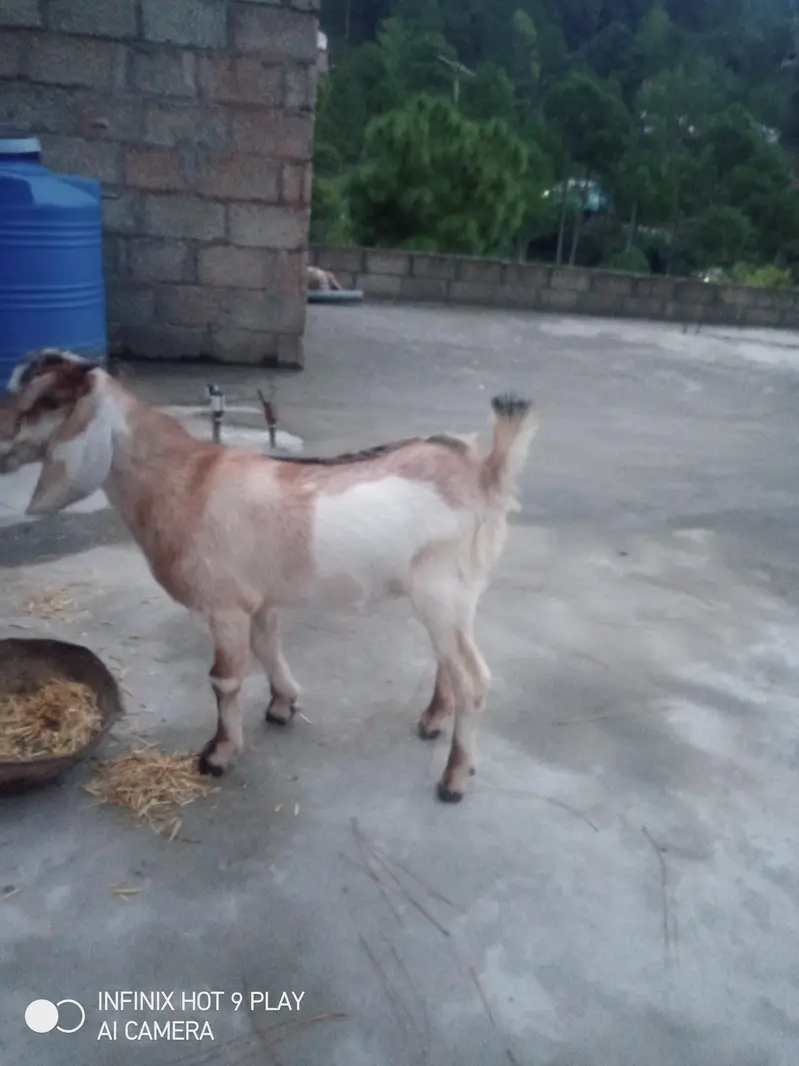 3 Goats For Sale #o3o45492o41 — photo 9