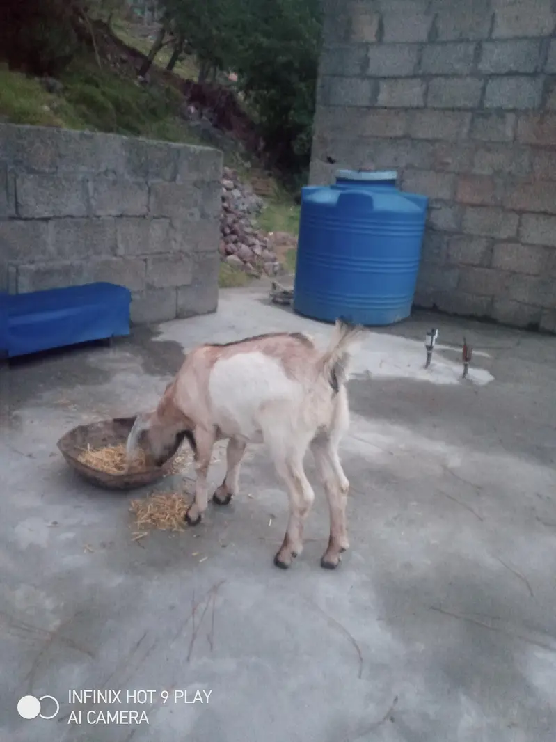 3 Goats For Sale #o3o45492o41 — photo 10
