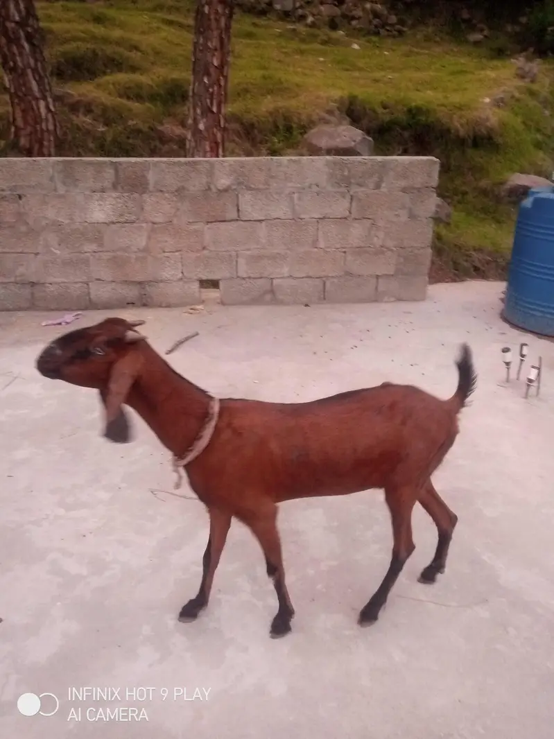3 Goats For Sale #o3o45492o41 — photo 12