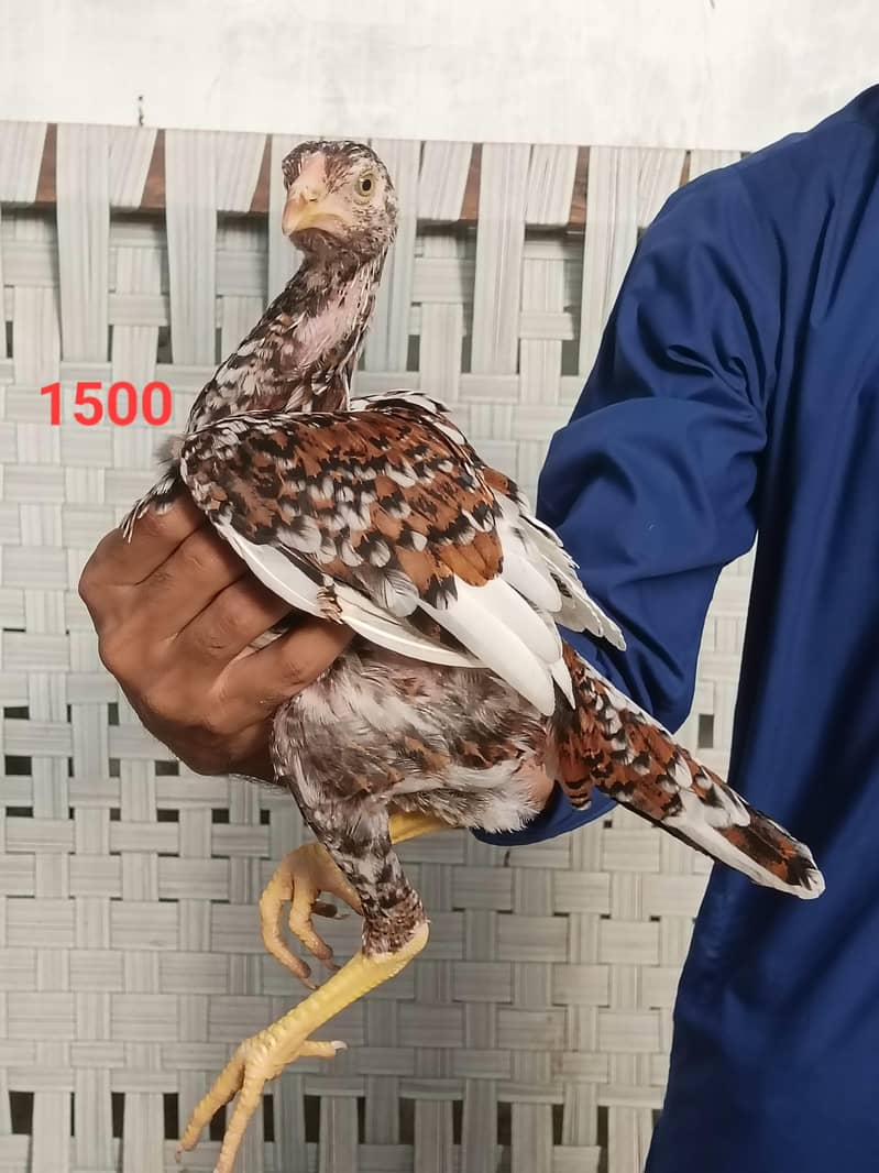 aseel quality chicks 2