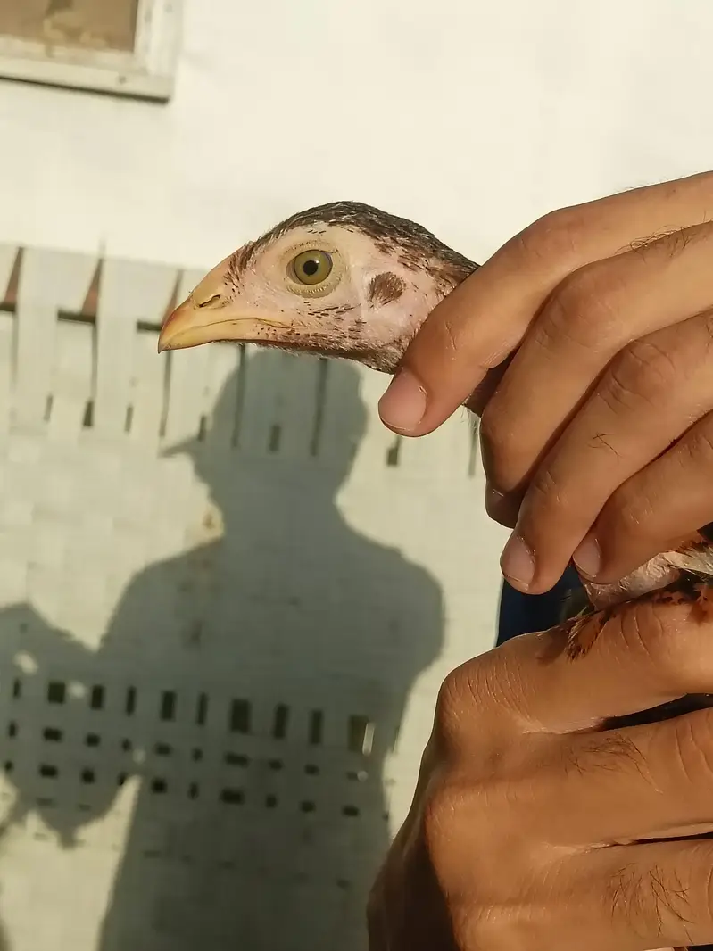 aseel quality chicks — photo 5