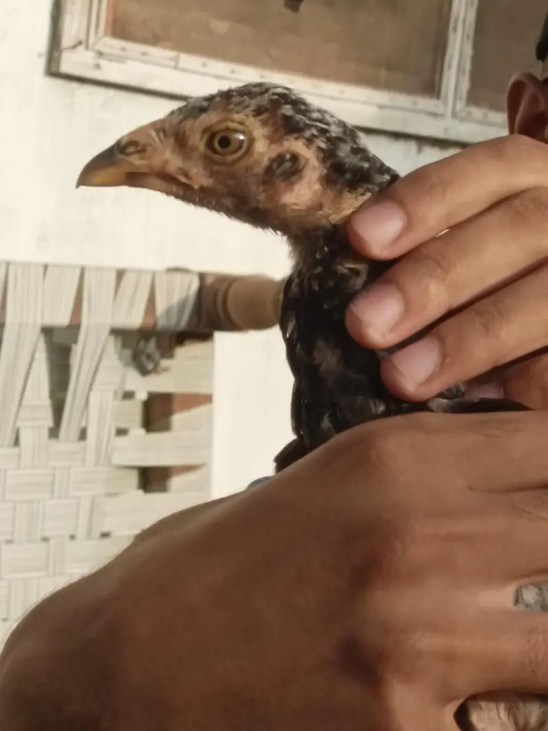 aseel quality chicks — photo 7
