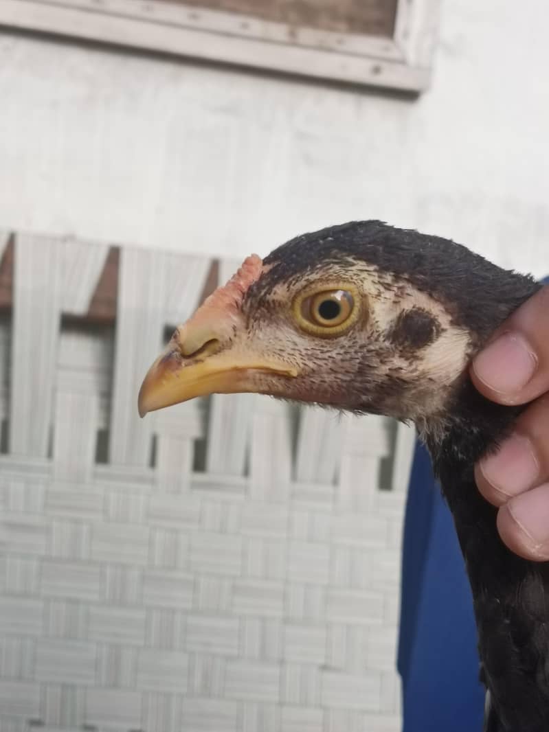 aseel quality chicks 7